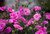 Dianthus 'Candyfloss Mauve' 1.5L