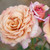Rose 'Cappuccino' - Standard 4.7L
