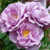 Rose 'Forget Me Not' - Standar 4.7L