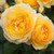 Rose 'My Dad' - Standard 4.7L