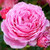 Rose 'My Grandma' - Standard 4.7L