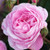 Rose 'Pink Ribbon' - Standard 4.7L