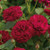 Rose 'Darcey Bussell' - Standa 4.7L