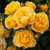 Rose 'Fordell' 4.7L