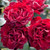 Rose 'Grand Prix Special' 4.7L
