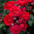 Rose 'In Friendship' 4.7L