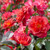 Rose 'The Shire' 4.7L