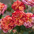 Rose 'Ziggy' 4.7L