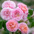 Rose 'Eustacia Vye' - English 4.7L