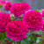 Rose 'Gabriel Oak' - English 4.7L