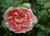 Rose 'Wildeve' - English 4.7L