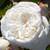 Rose 'NZ Opera School' - Stand 4.7L