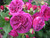 Rose 'Purpleliicious' - Standa 4.7L