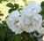 Rose 'Blanc Double De Coubert' 6L