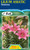 Lilium Asiatic 'Sentosa'
