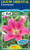Lilium Oriental 'Loverstown'