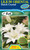 Lilium Oriental 'Dutch Crystal