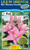 Lilium Oriental 'Rio Marina'