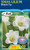 Lilium Xmas 'Watch Up'