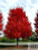 Acer x freemanii 'Jeffersred' PB18