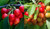 Cherry Dual 'Bing/Rainier' PB18