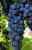 Grape 'Black Dalmation' 6L