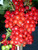 Currant 'Gloria de Versailles' 3.5L