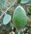 Feijoa 'Wiki-Tu' PB8