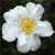 Camellia sasanqua 'Setsugekka' 25L