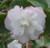 Camellia h 'Cinnamon Cindy' - 15L