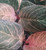 Philodendron 'Pink Birkin' 12cm