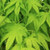 Acer palmatum 'Ukon' - Topiary 6L