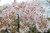 Prunus 'Falling Snow' - 1.5m PB18