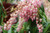 Pieris japonica 'Pink Delight' 2.5L