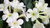Rhododendron vireya 'White Kni 2.5L