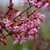 Prunus 'Okame' PB18