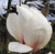 Magnolia 'Billowing Cloud' PB18