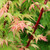 Acer palmatum 'Fjellheim' 6L