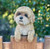 Hanging Animals - Cavoodle Lar