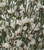 Genista monosperma 2.5L