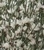 Genista monosperma 2.5L