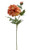 Heritage Dahlia - Burnt Aprico