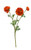Ranunculus - Meadow Burnt Oran