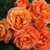Rose 'Phoenix' 4.7L