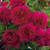 Rose 'Thomas A Becket' - Engli 4.7L