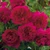 Rose 'Thomas A Becket' - Engli 4.7L