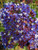 Limonium perezi 2L