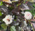 Physocarpus purpurea PB5