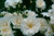 Rose Flower Carpet 'White' 2.5L