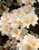 Rhododendron 'Lem's Stormcloud 8L (102991) 4.7L
